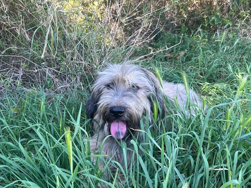 Imagen de negocio en Guardería para mascotas en Provincia de Tarragona