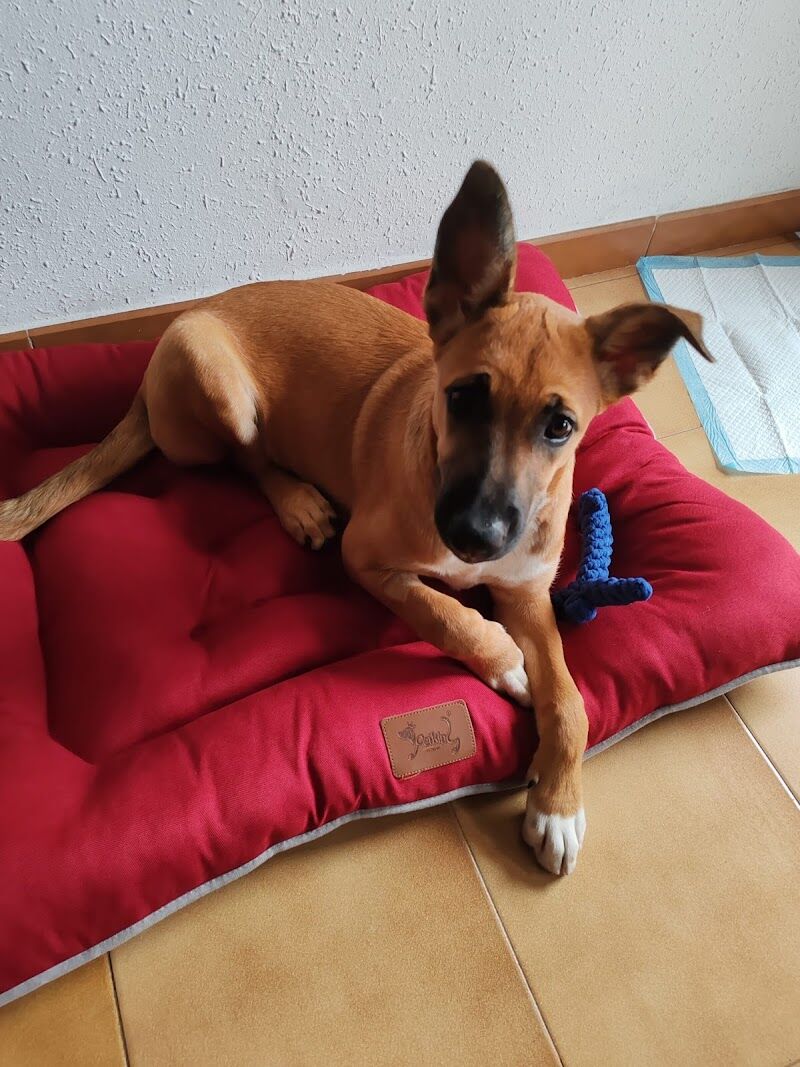 Imagen de negocio en Paseo de perros en Provincia de Barcelona