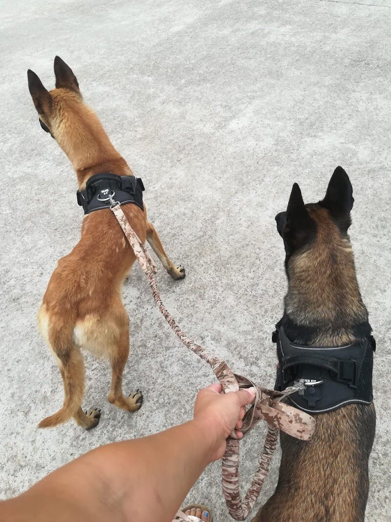 Imagen de negocio en Paseo de perros en Provincia de Barcelona