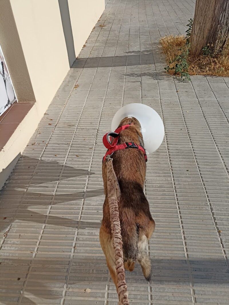 Imagen de negocio en Paseo de perros en Provincia de Barcelona