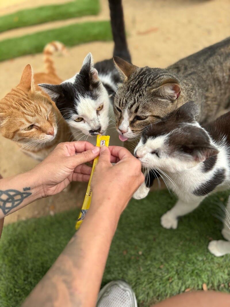 Imagen de negocio en Refugio de animales en Provincia de Barcelona