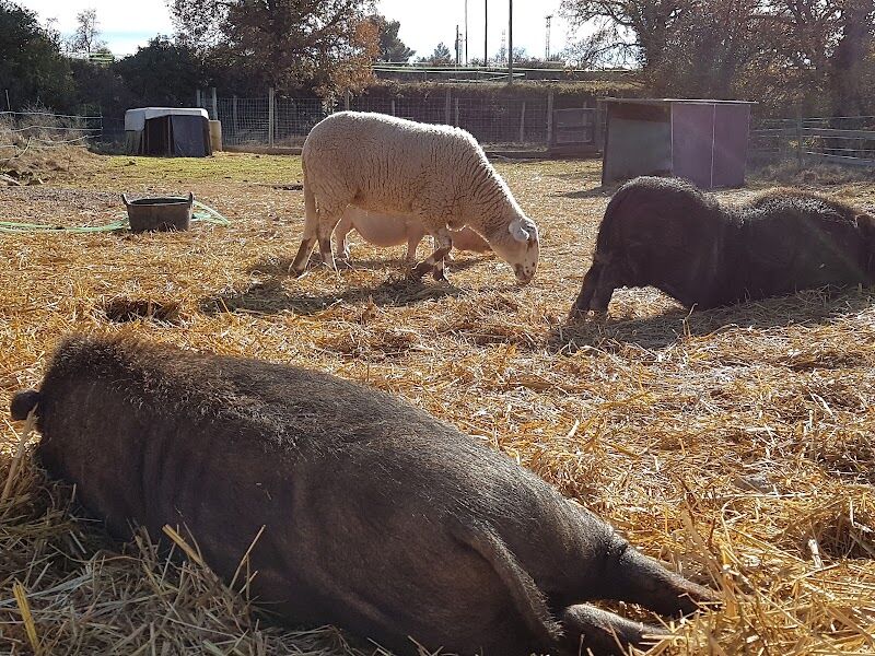 Imagen de negocio en Adopción en Provincia de Barcelona