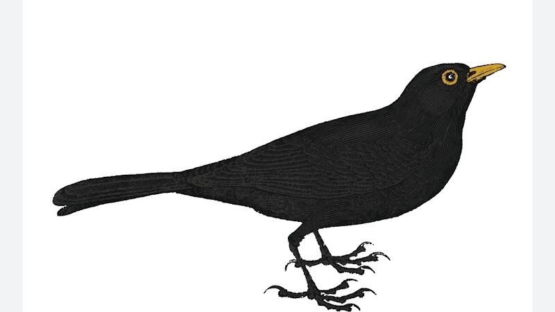 Imagen de Cerveceria Blackbird