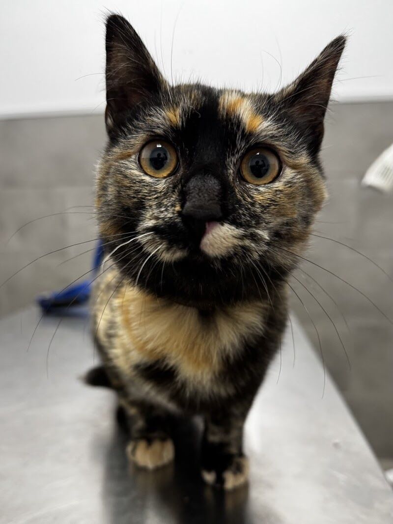 Imagen de negocio en Clínica veterinaria en Provincia de La Coruña