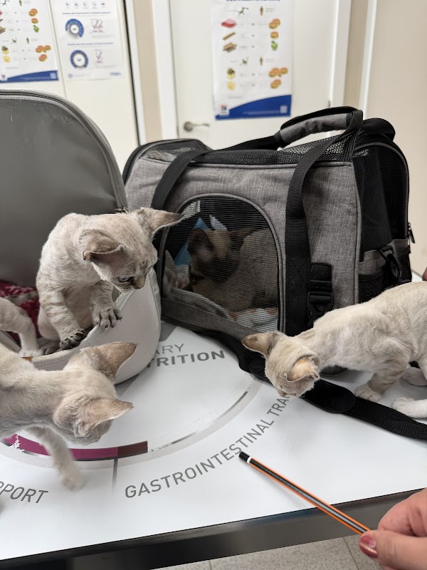 Imagen de Veterinario Benidorm Love Paws